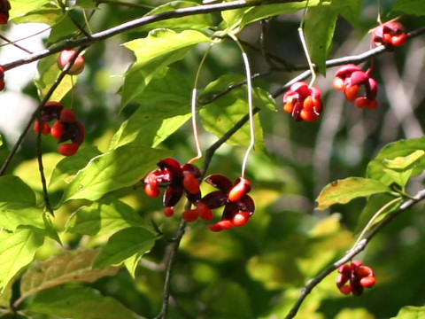 Euonymus oxyphyllus