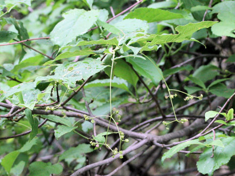 Euonymus oxyphyllus