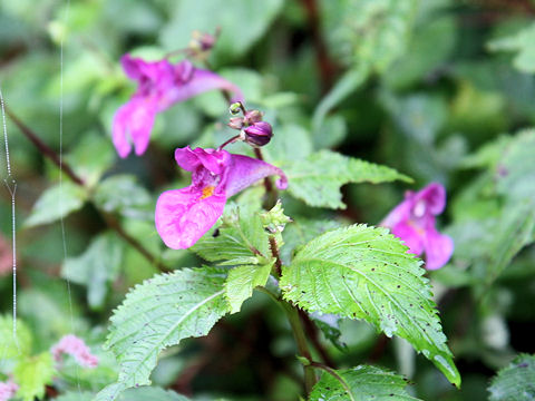 Impatiens textori