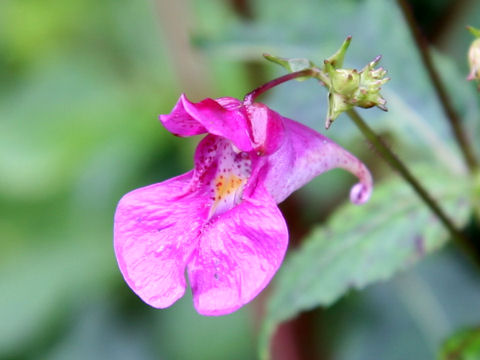 Impatiens textori