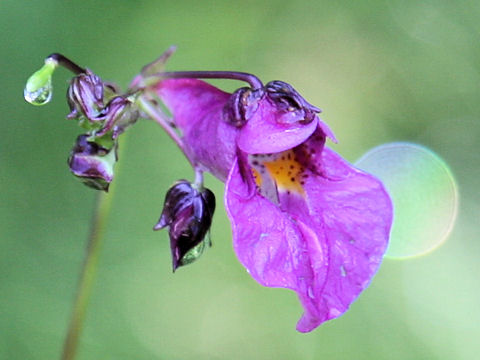 Impatiens textori