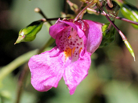 Impatiens textori