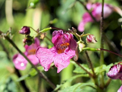 Impatiens textori