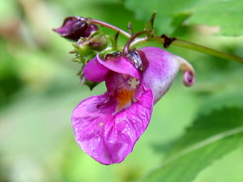 Impatiens textori