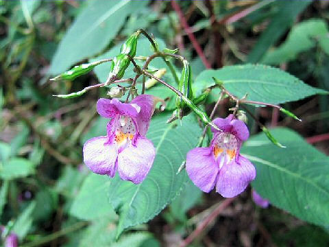 Impatiens textori