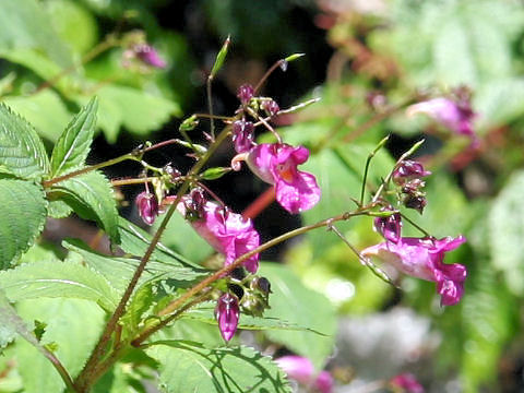 Impatiens textori