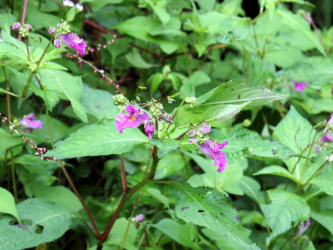 Impatiens textori