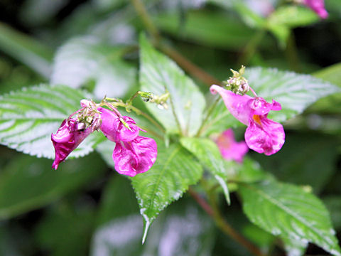 Impatiens textori