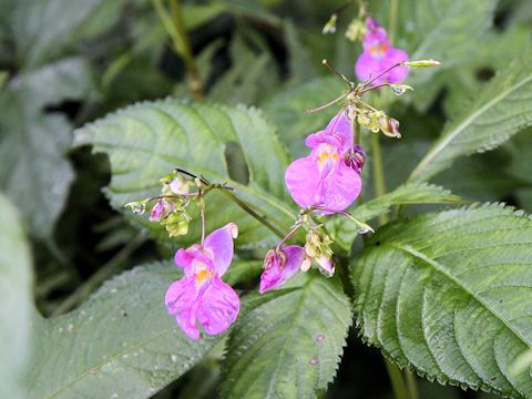 Impatiens textori