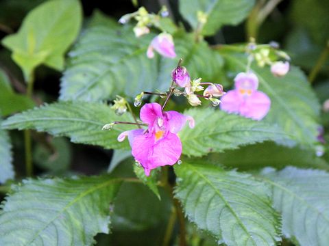 Impatiens textori