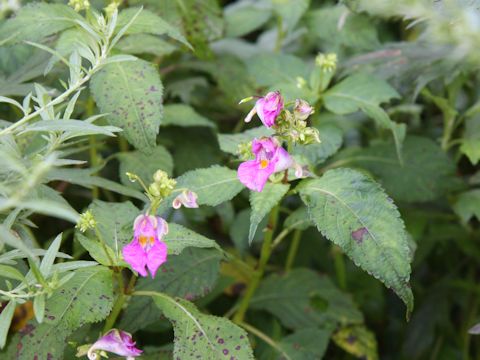 Impatiens textori