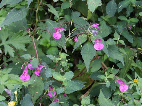 Impatiens textori