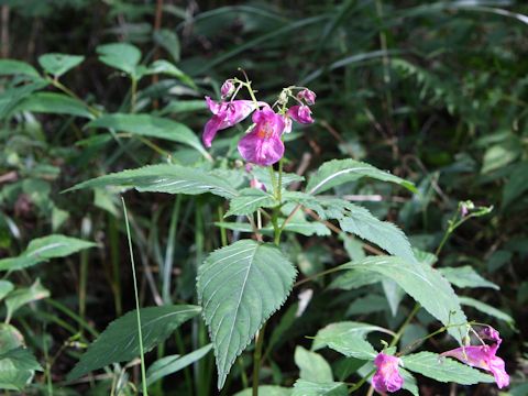 Impatiens textori