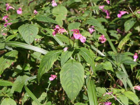 Impatiens textori