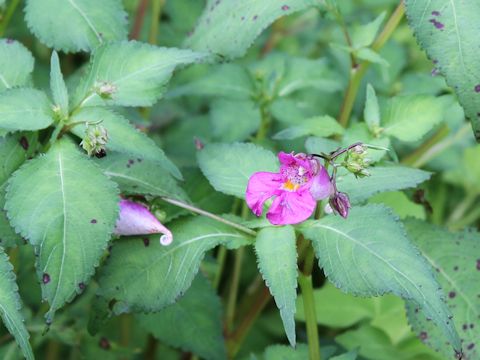 Impatiens textori