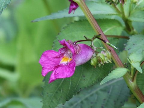 Impatiens textori