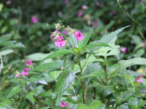 Impatiens textori