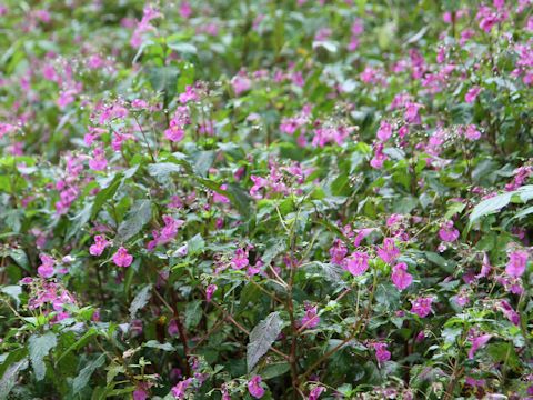 Impatiens textori