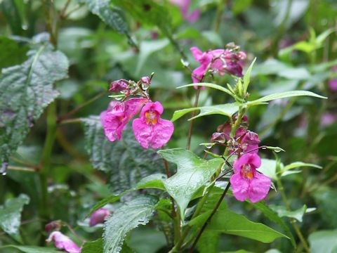 Impatiens textori