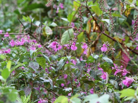 Impatiens textori