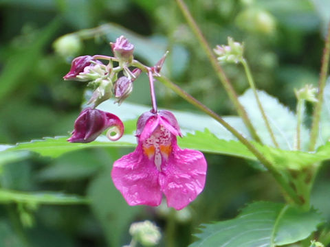 Impatiens textori