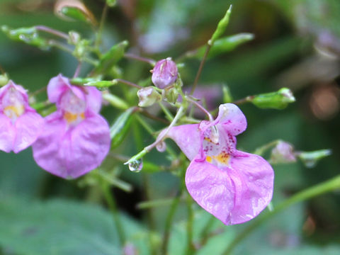 Impatiens textori