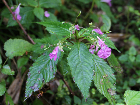 Impatiens textori