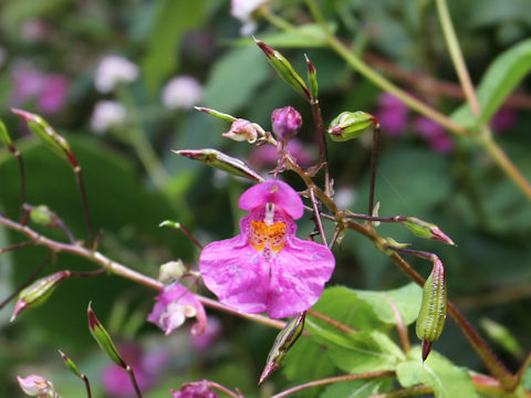 Impatiens textori