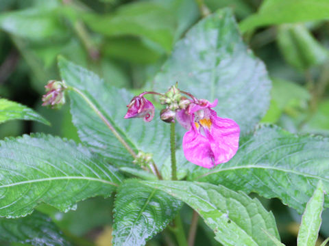 Impatiens textori