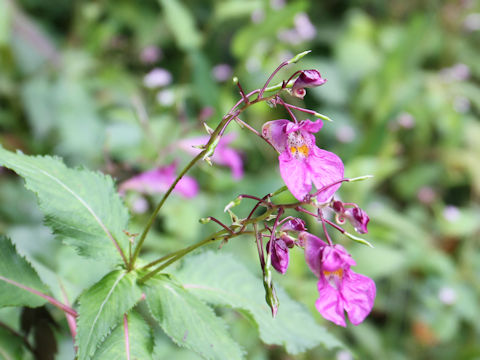 Impatiens textori