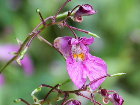 Impatiens textori