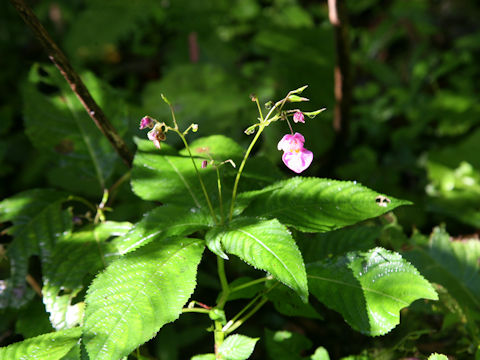 Impatiens textori