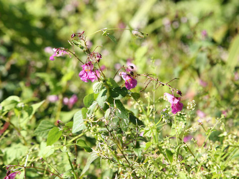 Impatiens textori