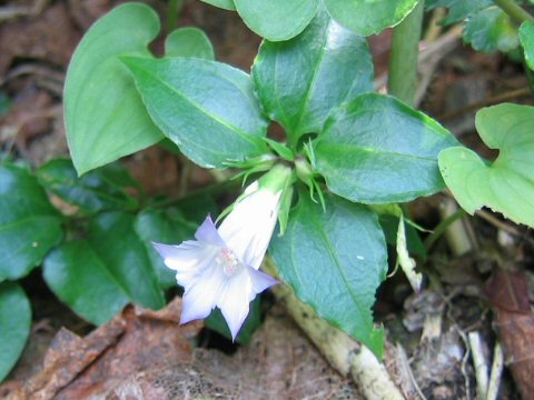 Tripterospermum japonicum