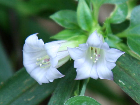 Tripterospermum japonicum