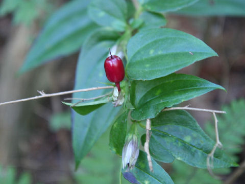 Tripterospermum japonicum