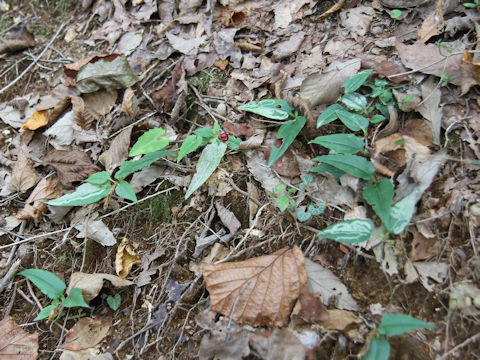 Tripterospermum japonicum