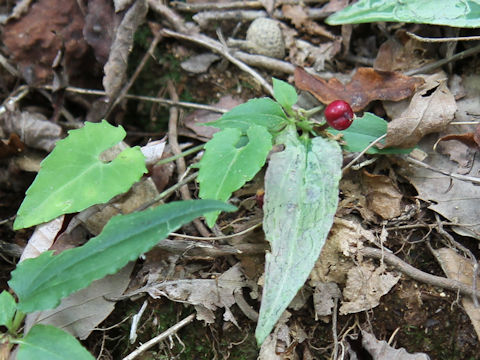 Tripterospermum japonicum