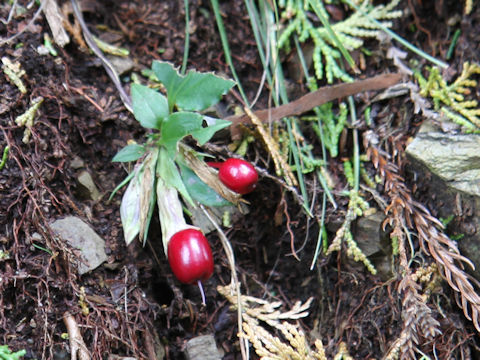 Tripterospermum japonicum