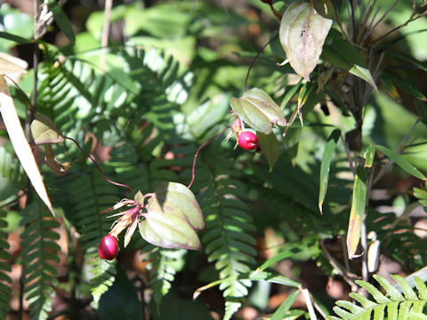 Tripterospermum japonicum