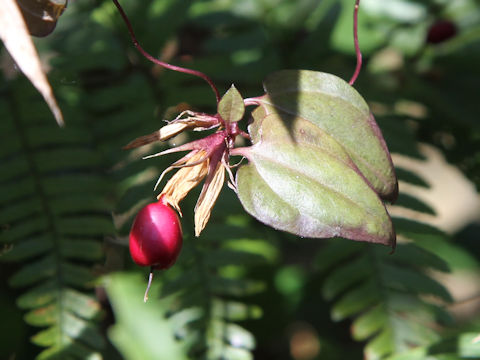 Tripterospermum japonicum