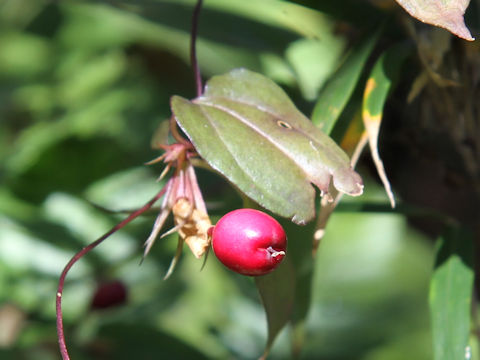 Tripterospermum japonicum