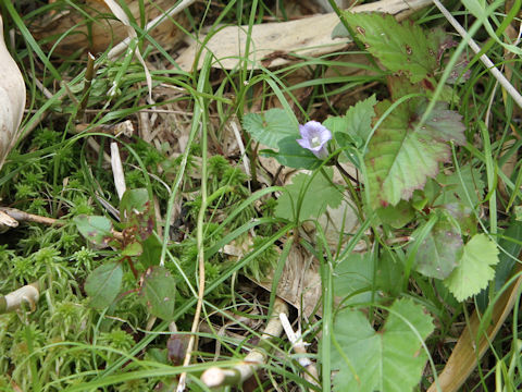 Tripterospermum japonicum