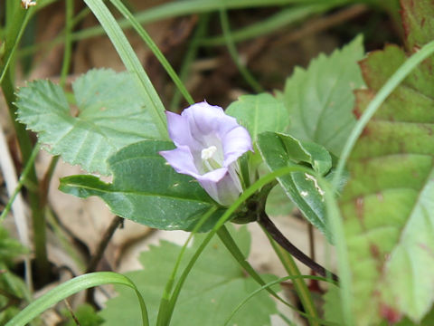 Tripterospermum japonicum