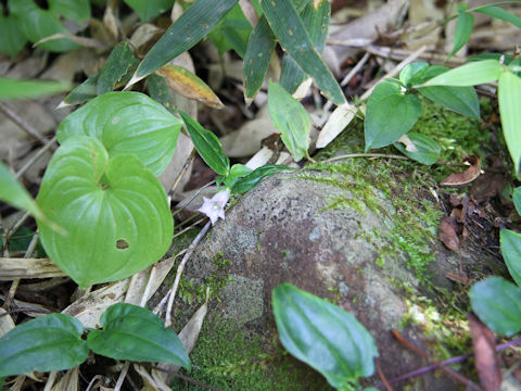 Tripterospermum japonicum