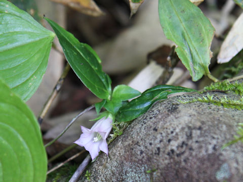 Tripterospermum japonicum