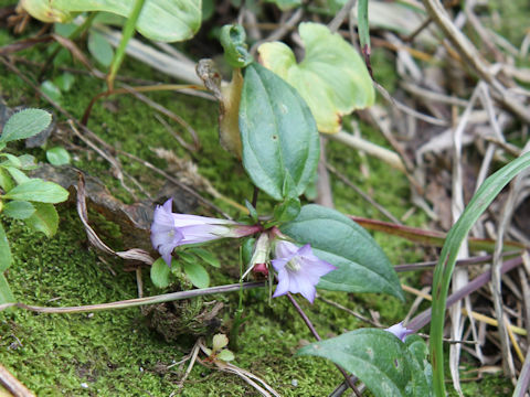 Tripterospermum japonicum