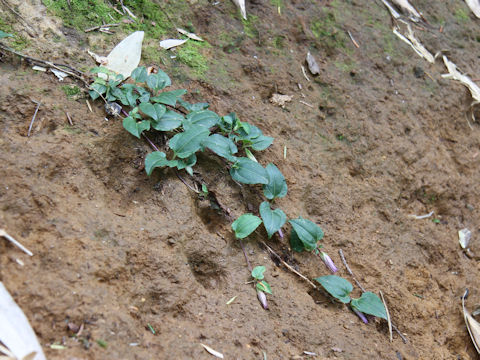 Tripterospermum japonicum