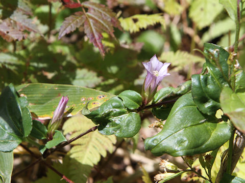 Tripterospermum japonicum