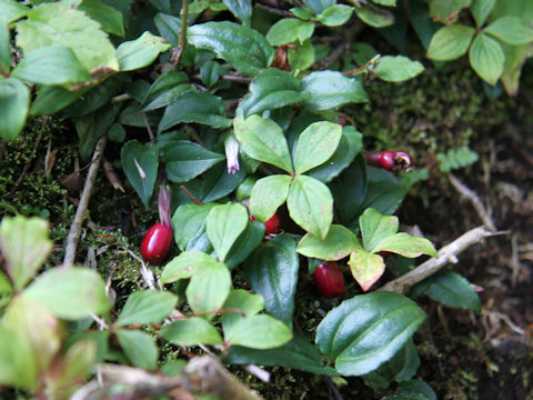 Tripterospermum japonicum